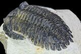 Bargain, Hollardops Trilobite - Visible Eye Facets #105973-3